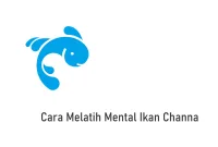 Cara Melatih Mental Ikan Channa