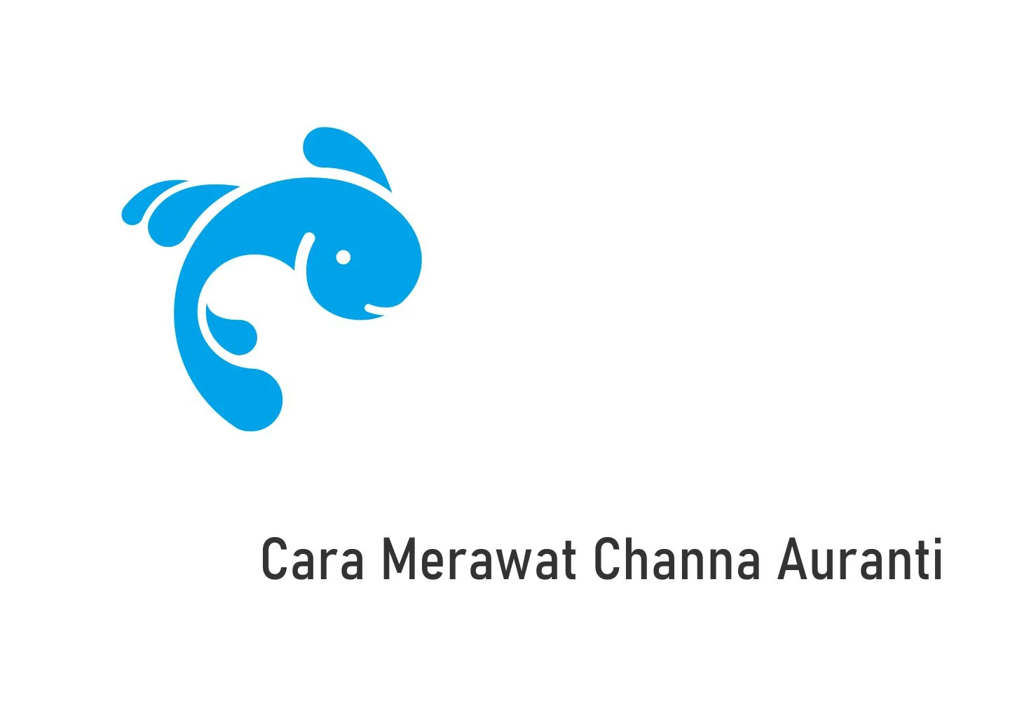 Cara Merawat Channa Auranti