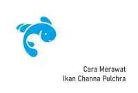 Cara Merawat Ikan Channa Pulchra