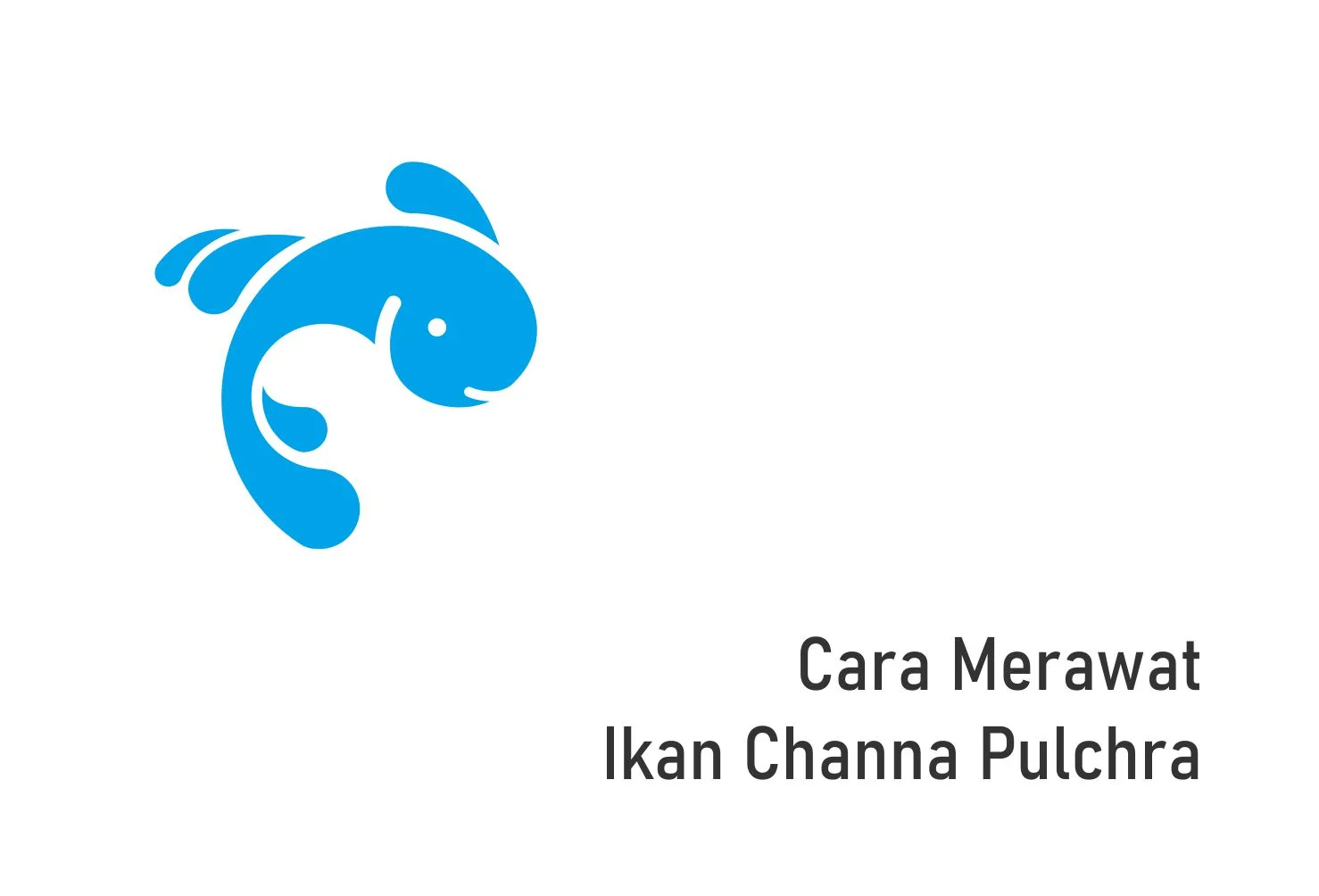 Cara Merawat Ikan Channa Pulchra