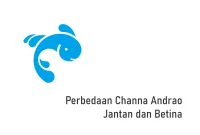 Perbedaan Channa Andrao Jantan dan Betina