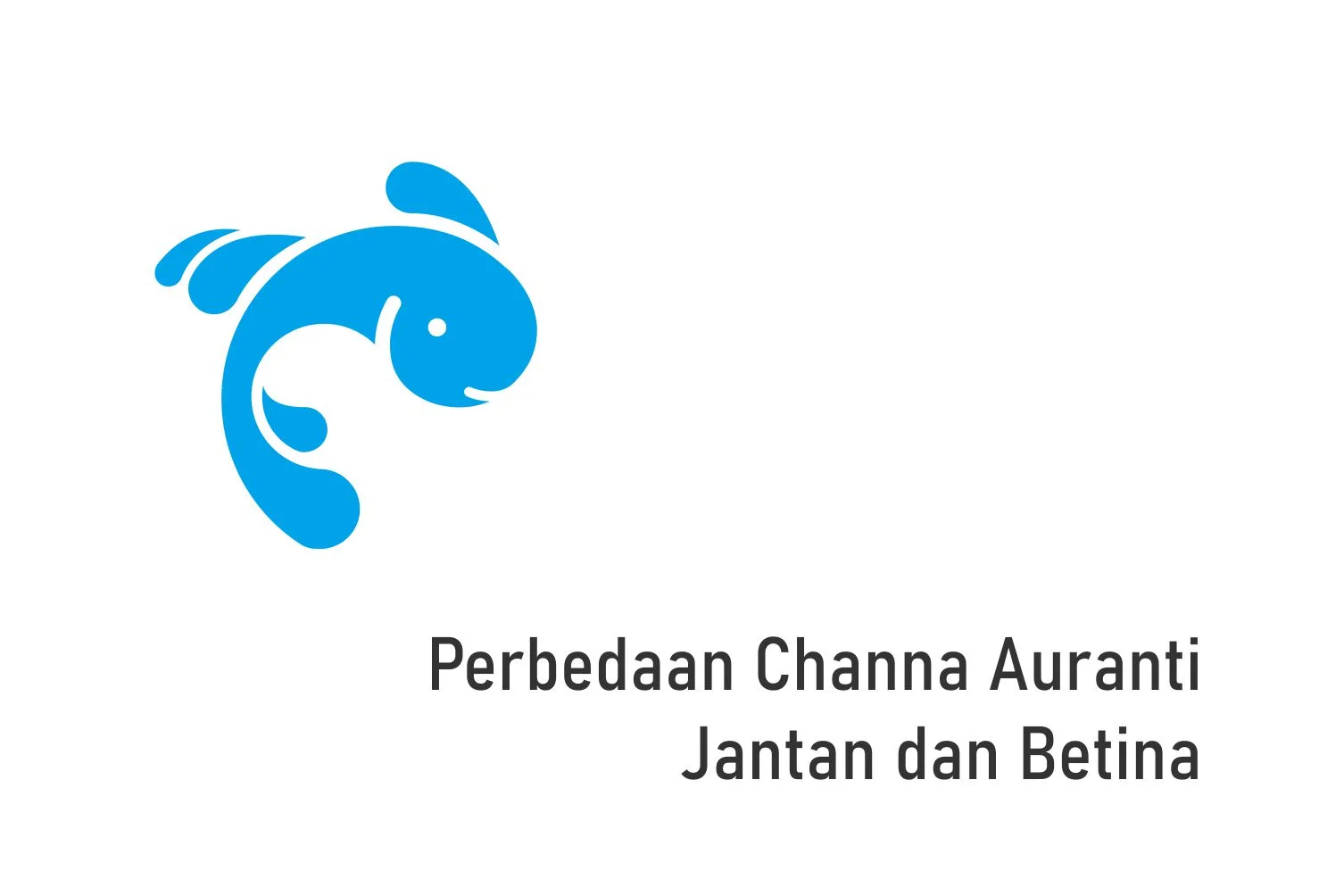 Perbedaan Channa Auranti Jantan dan Betina